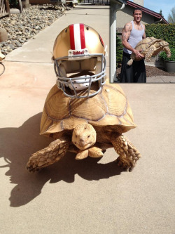 bleacherreport:   49ers QB Colin Kaepernick and his 115-pound pet tortoise named Sammy.  This Colin Kaepernick fellow is really growing on me &lt;3