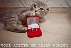 Derpet