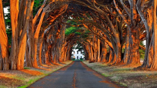 Road and trees