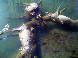 ciarachimera:   Incredibly rare: Three whitetail bucks locked horns in battle and drowned together in a creek in Ohio.  This is probably the most metal thing to happen in Ohio. 