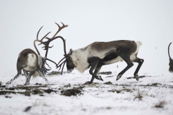 wild-heartedx:  Reindeer (Vincent Munier)