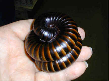 Giant Millipedes are so cute, omg :DThis one is asleep :3