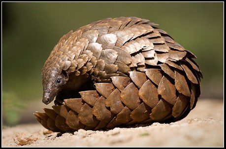markquestion:  pootatoe:  Does anyone know what animal these are?  Pangolins!