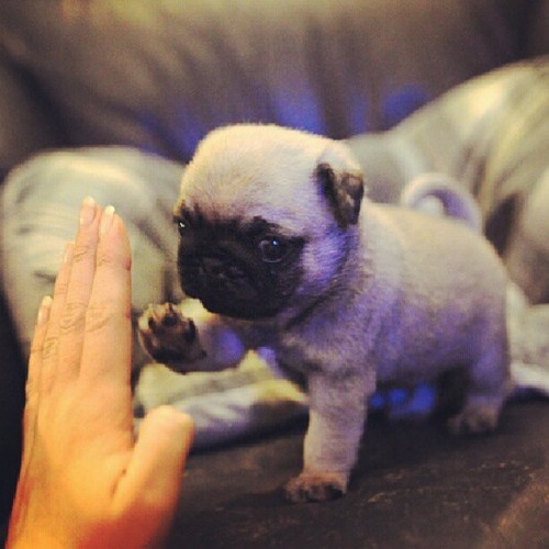 I just died and went to Pug Heaven.