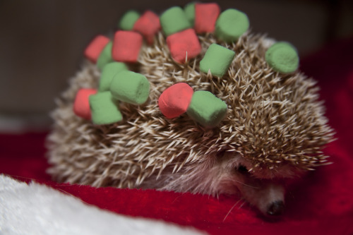 sammidoll:  Catching up on Tumblr -  Day 3: Favorite Holiday Hat - It’s not exactly a favorite HOLIDAY hat, but I never go anywhere without it. Photo was taken by my beloved. Day 4: Overrated Xmas Decor - Red and Green Marshmallows. Is it really necessary