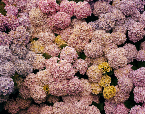 limitsofdesire: Derek Henderson Hydrangeas. One of my favourite of his photographs. 