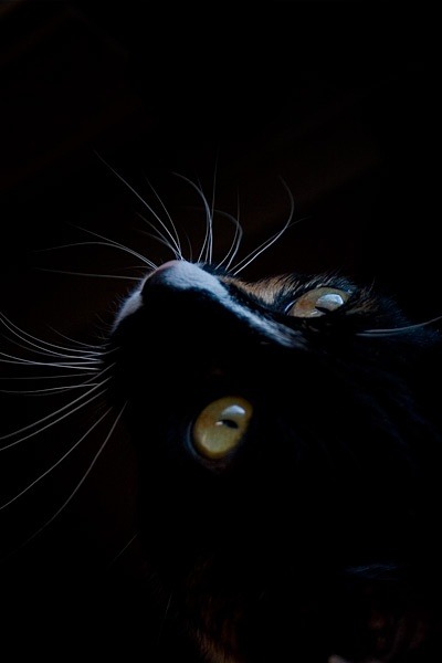 Le chat noir