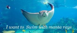 tabbysbucketlist:  #17 I wanted to swim with manta rays and now I have. It was amazing! [*]  Something my girlfriend wants to do.