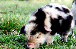 chocolateoatmilk:  dailyanimals:        [x]         i want to have pigs when i move
