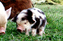 chocolateoatmilk:  dailyanimals:        [x]         i want to have pigs when i move