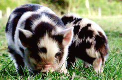chocolateoatmilk:  dailyanimals:        [x]         i want to have pigs when i move