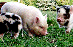 chocolateoatmilk:  dailyanimals:        [x]         i want to have pigs when i move