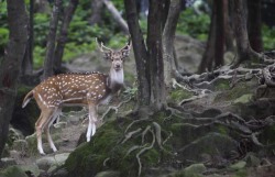 Forest vision (Spotted Deer, Kathmandu,