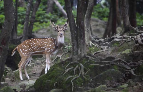 Forest vision (Spotted Deer, Kathmandu, adult photos