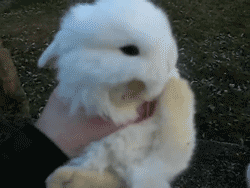 bluhstrider:#that’s just a floof #those are cotton balls #those are living balls of fluff #i want 40