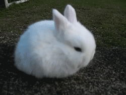 askezzy:I AM SUDDENLY VERY SAD AT THE AMOUNT OF PEOPLE REBLOGGING THAT DEPRESSION POST THIS CALLS FOR BUNNY BUNS SEVERAL OF THEM BUNS TO THE RESCUE LOOK AT THAT FLOOF LOOK HES CALLING FOR CARROTS AND THIS ONE KNOWS HES FABULOUS I FEEL BETTER NOW BYE 