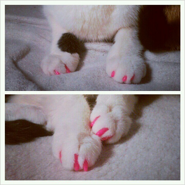 beefsquatch:  Trill cats. 