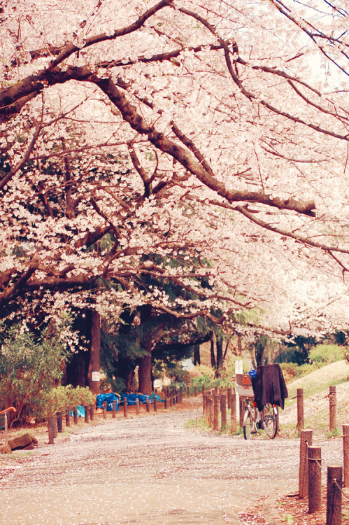 XXX naughtylittlemonster:  manolescent:  Hanami photo