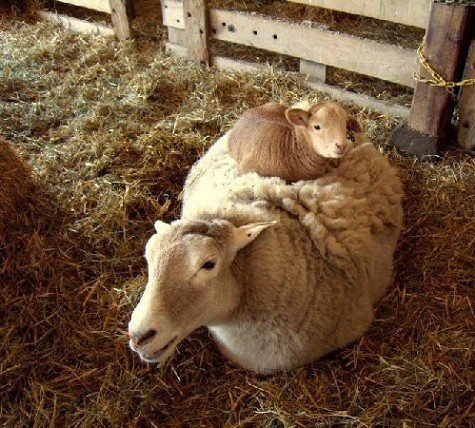 Cute animals and their behbehs alert!