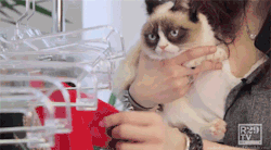 radiofortheblind:  Whoever decided to put grumpy cat in a dress must have a death wish 