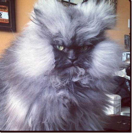 pirateking001:  squishfacekitties:  Magnificent creature.   WHEN DID MEGATRON BECOME