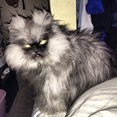 pirateking001:  squishfacekitties:  Magnificent creature.   WHEN DID MEGATRON BECOME A CAT 