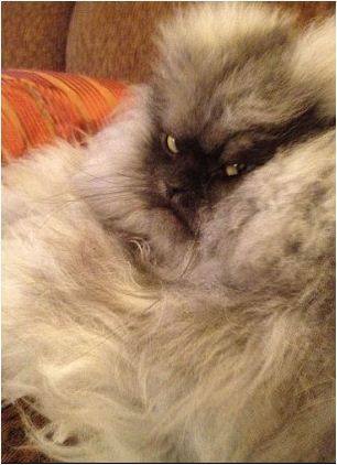 pirateking001:  squishfacekitties:  Magnificent creature.   WHEN DID MEGATRON BECOME