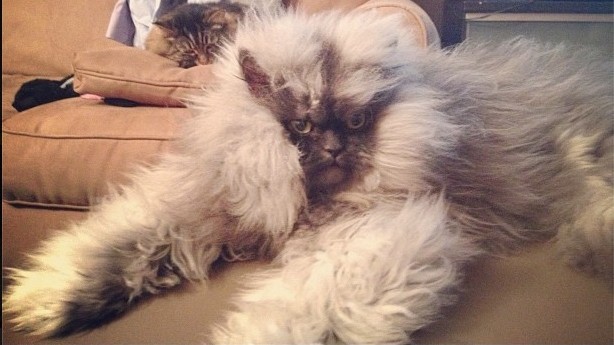 pirateking001:  squishfacekitties:  Magnificent creature.   WHEN DID MEGATRON BECOME