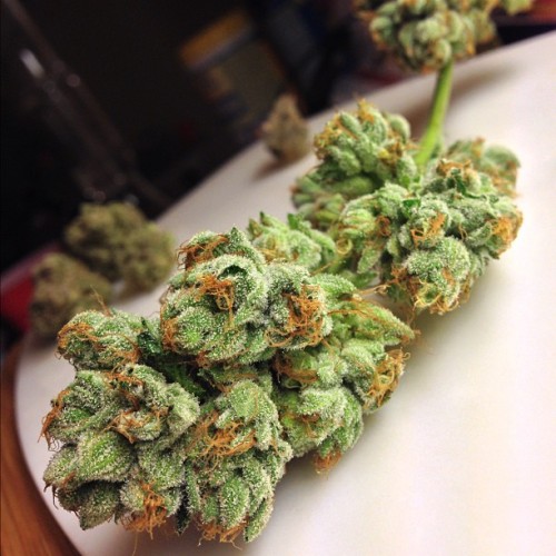 luckypotsmoker:   