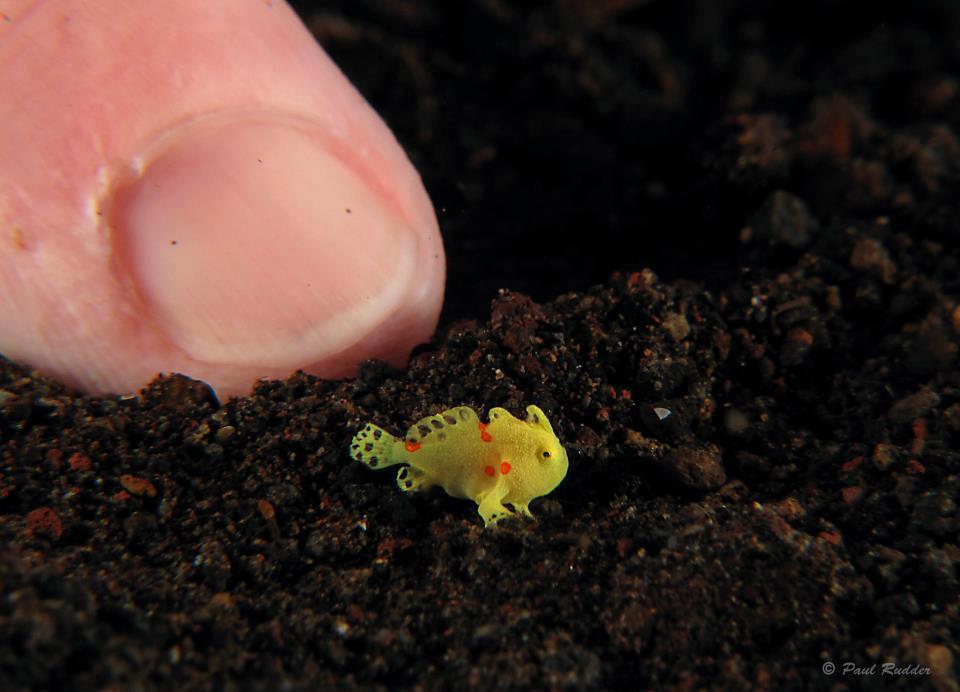 Frogfish
Paul Rudder