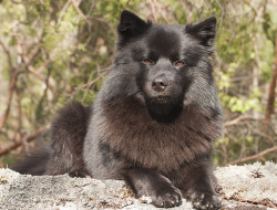 Ihavelotsofdogs:  Seila Poserar På En Sten By Darkangels On Flickr.swedish Lapphund