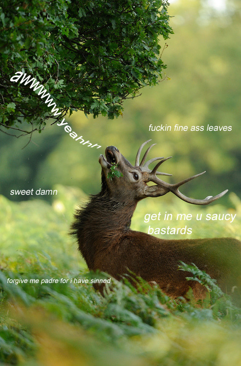 santaorum:  i saw that deer picture on my tumblr radar and laughed bc this is all i saw  