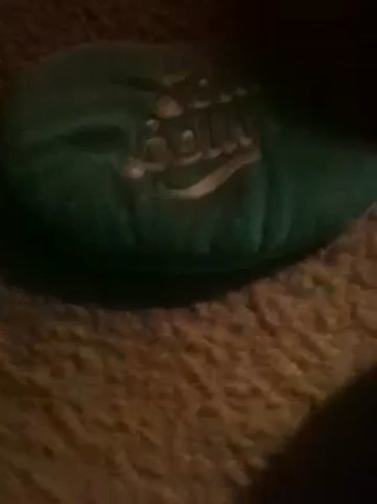 Pet