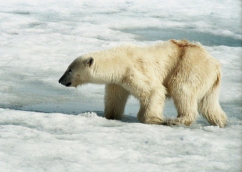 jaaaaaaaaaackfrost:  friend sad???  i’m on the way friend  i am coming i will help