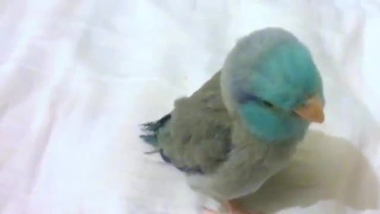 videohall:  Bird reacts to dubstep 