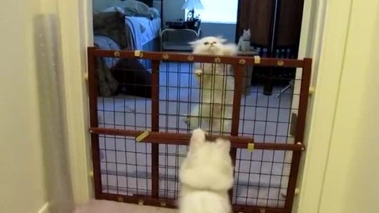 new-recipe: videohall:  Mama cat encourages her kitten to escape  THE MAMA CAT IS SO PROUD OF HER KITTEN 