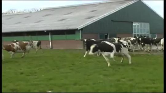 videohall:  Dairy cows in Holland are let out to pasture for the first time since the winter months 
