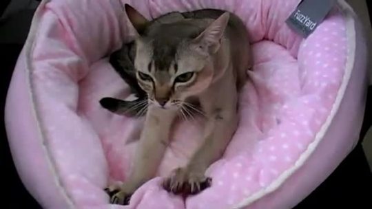 lifecrystals:  zzazu:  cglmrfreeman:  omg the tag isn’t even off the bed yet! ;w;  This cat looks and sounds like a very very tiny mountain lion  CAN WE TALK ABOUT ITS LITTLE TONGUE STICKING OUT 