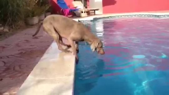 winehouses: airlesscell:  videohall:  Well trained dog struggles retrieving his Frisbee without breaking the rules  Jesus Christ this was a thriller!  i’ve never tried this hard at anything in my life 