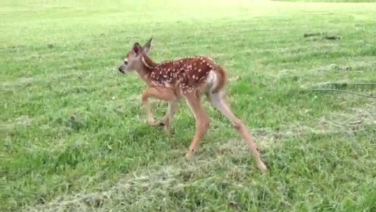 satouhachimitsuaisutea:  and-then-theres-haley:  kawaiidisneygirl:  unironicgoth:  HE TALKED TO ME  I THOUGHT DEER DIDN’T MAKE SOUND OH MY GOSH THIS IS ADORABLE  “YOU ARE SO CUTE”“NEH!”  CAUSE OF DEATH: CUTENESS 