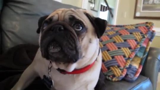 asian:  yugoslavic: Pug gets scolded by owner and takes it to heart   I FEEL SO SAD SEEING THE DOG’S FACE OH MY GOD 