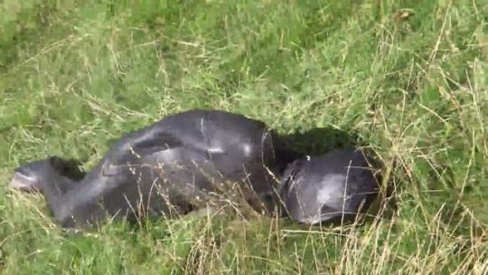 wetsuitlads:  Helpless in my neoprene sleepsack 