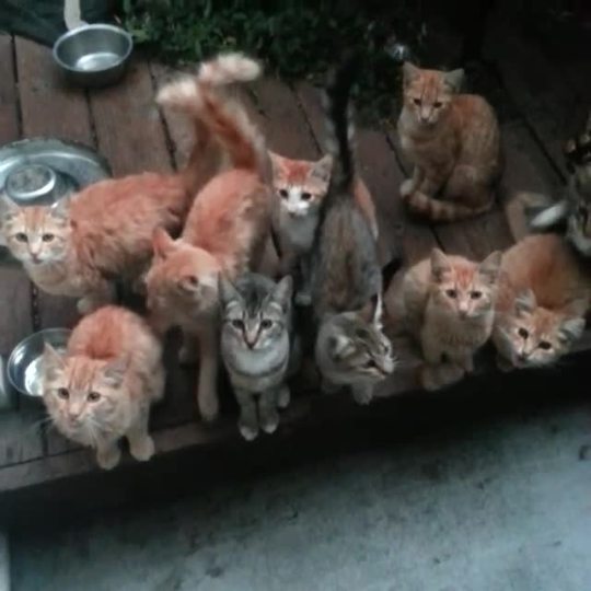 makinclouds:  Cats on cats on cats. The black one loves to come inside and chill