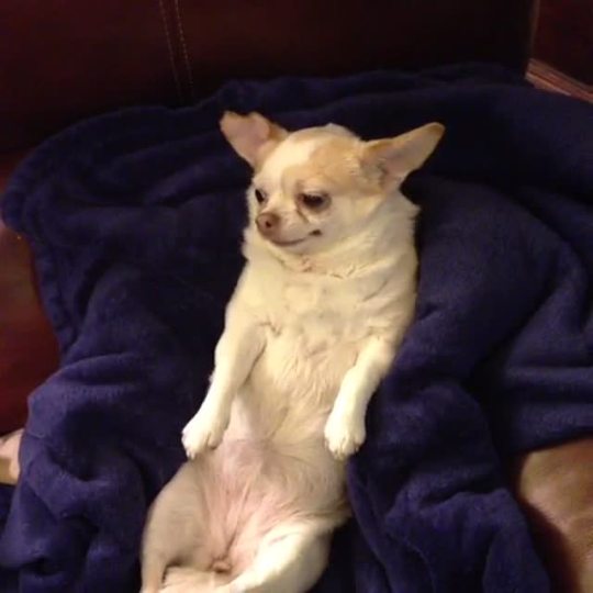 404ingit:  If you look closely, you’ll observe that this dog sees it coming.  