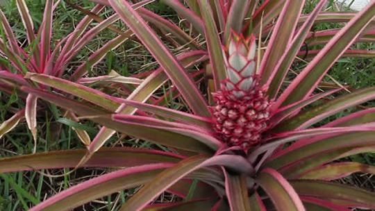 Pink Pineapple