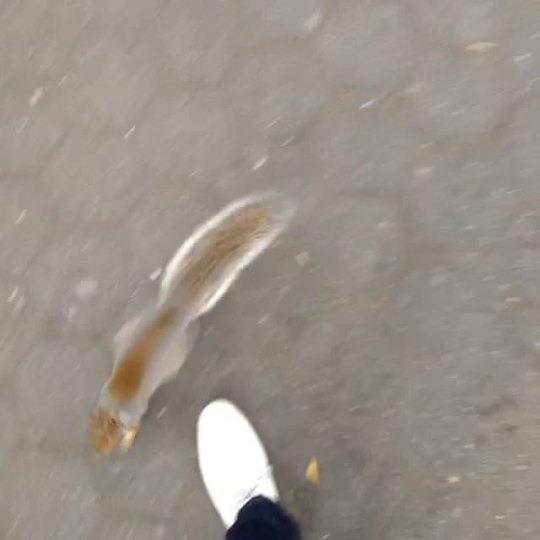 weloveshortvideos:  I am done speaking with squirrels - Vine by JEROME JARRE 