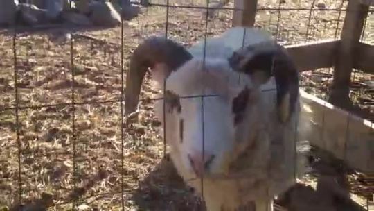 videohall:  Took the kids to a local farm, this sheep could use a throat lozenge.  > …or an exorcism. > That sounded like ice cubes in a blender on low. > metal. > This would make a great “try not to laugh at this” exercise…    