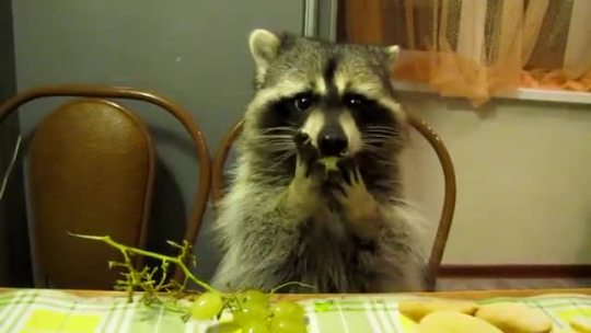 bunnyfood:  Raccoon eating grapes. (via iridessence) 