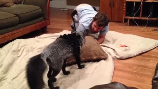 weightedthinking:  bluewulf:erinkyan:maythefoxbewithyou:Pouncing lessons with dad.OH MY GOODNESS  Y  