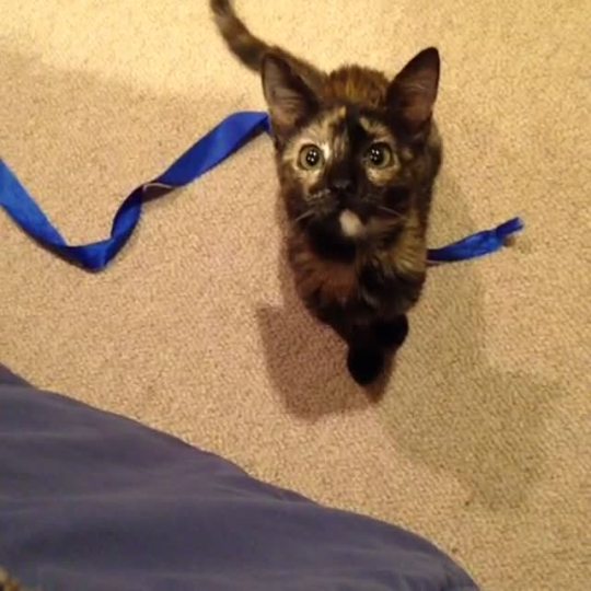 jumpingjacktrash: nerdii-panda:  xmasqueradeangelx:  buhguhz:  jeanroqueraltique:  my kitten says hello  WHAT WAS THAT  SOUND  I was not ready for this today…This is too much cuteness. I just..I can’t even..  i just got kissed by a cat. through a